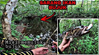 Download TERJUMPA SARANG IKAN BUJUK | CASTING DI SARANG IKAN BUJUK MP3