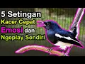 Download Lagu 5 Setingan Kacer Cepat Emosi dan Ngeplay Sendiri