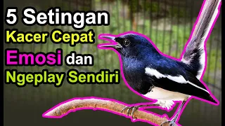 Download 5 Setingan Kacer Cepat Emosi dan Ngeplay Sendiri MP3