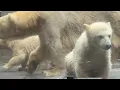 Download Lagu 番外編 眠たくなるうみくん？そらちゃん？【番外編】【八木山動物公園フジサキの杜】【2025年】ホッキョクグマ
