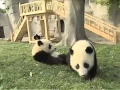 Here come the pandas