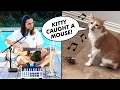 Lagu The Kiffness x Kyro (Singing Cat) - Kitty Caught a Mouse