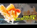 Download Lagu Berbagai Jenis IKAN ORANDA yang WAJIB Kamu Ketahui dari PEMULA Sampai EXPERT Ikan Mas Koki