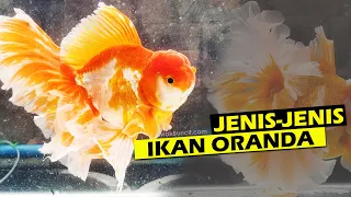 various types of oranda fish that you must know from beginners to experts goldfish