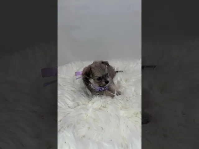 動画