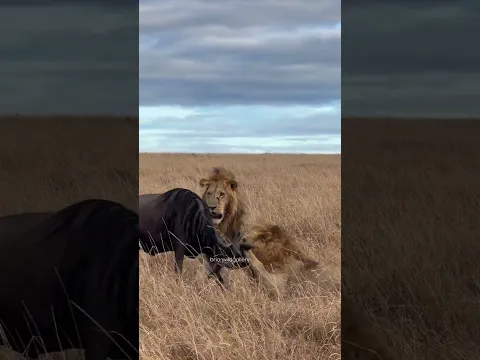 Male lions taking down a wildebeest