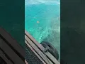 Download Lagu Ketika Tiba-Tiba Ombak Di Laut Pasang