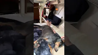 #fyp #dream #doberman #pets #youtube