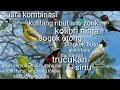 suara pikat kutilang ribut kombinasi kolibri ninja_trucukan_sogok otong_sirtu_glatik batu_flamboyan