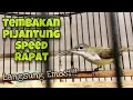 Download Lagu Tembakan Rapat‼️Pijantung Pisang Gacor, Pancingan Pijantung Bahan Agar Langsung Bunyi | Kicau Tembak