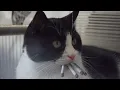 Kitty Pack v2
