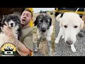 A massive transport of dogs straight from the euthanasia list The Asher House