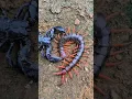 Download Lagu The battle of life and death between scorpion and poisonous centipede