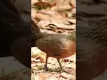 Download Lagu suara pikat ayam hutan betina manggil jantan dijamin langsung datang