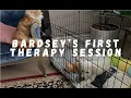 Bardsey the Therapy Dog in Training practices therapy with Sherbert the Cat