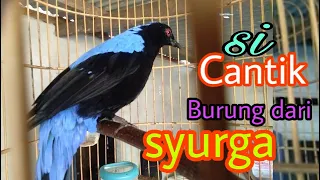 cucak biru gacor si burung surga cocok sekali untuk masteran