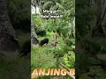 Download Lagu Babi Hutan Dikejar Anjing