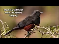 Mocking Cliff Chat male and female singing