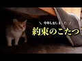 Download Lagu 野良猫と交わした小さな約束‥今年も「あのこたつ」が戻ってきた！