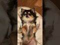 Download Lagu LYLA Memories 2 .* 𖥧⚘ 人間みたい #chihuahua #chihuahualonghair #chihuahualover