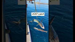 هجوم سمكة الكنعد على البراكودا  بحر           سمك  صيد  ترند         دندنها