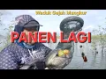 PANEN RAYA BANYAK IKAN TERSELAMATKAN ⁉️ Mancing di waduk gajah mungkur terbaru‼️#wgm #waduk #mancing