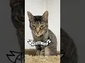 Download Lagu Big Thank You 🐾💖 #cattok #catsoftiktok #sheltercat #catrescue #catlovers