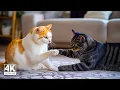 Download Lagu Kalmerende pianomuziek voor katten ♬ Kalmeer uw angstige kat onmiddellijk met spinnende geluiden