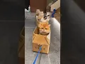 kucing gemoy naik kereta kardus #kucinggemoy #kucingimut #kucinglucu #kucingoren #kucingpintar