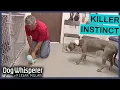 High-Risk Pit Bull Has Dangerous Fear Of Children Dog Whisperer With Cesar Millan