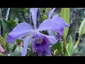 Взрыв из Прошлого. Накупила Каттлей дофига 🤬 Давно. Lots of orchids in bloom