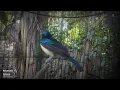Download Lagu Suara Burung Kolibri Wulung Original 1jam Non Stop