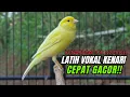 Download Lagu Masteran Kenari PAUD Super BUNYI Dijamin Cepat Gacor! \u0026 agar Kenari diam agar bunyi \u0026 gacor