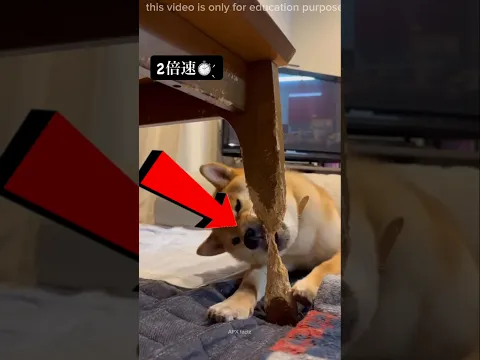 dog Hardwork 😱😭# shorts #viralvideo