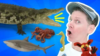 Sea Creatures Vocabulary | Crocodile Chase Song With Matt | Dream English Kids