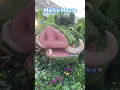 Download Lagu Timon \u0026 Pumba #lion #king #movie #character #fun #garden #best #video #vlog #disney #views #shorts