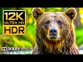 Download Lagu 12K HDR 240fps Dolby Vision - Wildlife \u0026 Animal Adventures [ 8K Earth ]
