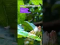 Download Lagu Baca Sholawat Ini, Hati Tenang Rezeki Lancar (Busyro)