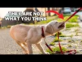 9 Things you MUST KNOW Before Getting a Labrador