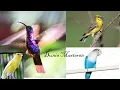 Download Lagu Suara tembakan lovebird , kolibri ninja ,kenari, mozambik Masteran Istimewah