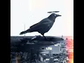 プルートー