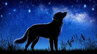 White Noise for Dogs | Separation Anxiety + Calm Barking
