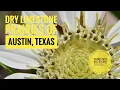 Silphium albiflorum