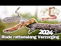 Zo Verzorg je een Rode Rattenslang! | De PERFECTE Slang voor Beginners!