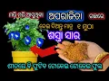 Lagu Aparajita winter growing Tips..How to get maximum flowers in winter #aparajitaplant #sanjpassion 