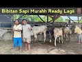 Download Lagu Bibitan Sapi PO \u0026 Pegon Murah Ready Kembali, Baru Datang Langsung di Serbu Petani ‼️
