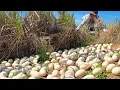 Download Lagu Best amazing- A woman collects duck eggs in the light and nests under old grass, collecting a lot.