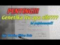 Download Lagu Teori breeding ikan cupang | Istilah dalam genetika