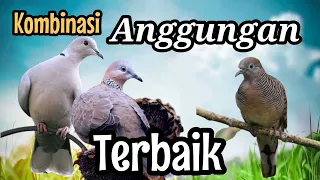 Download Kompilasi anggungan pancingan Puter pelung Derkuku dan Perkutut lokal MP3