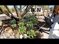 Digging Up Moving 34 Hostas Garden Answer